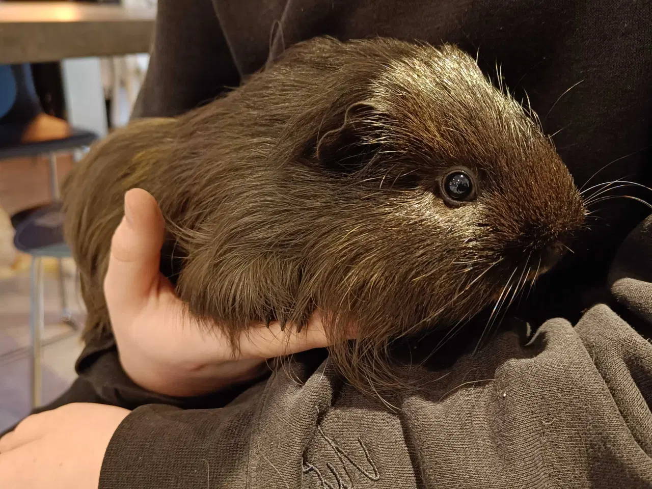 Billede 6 - Marsvin, 2 hanner