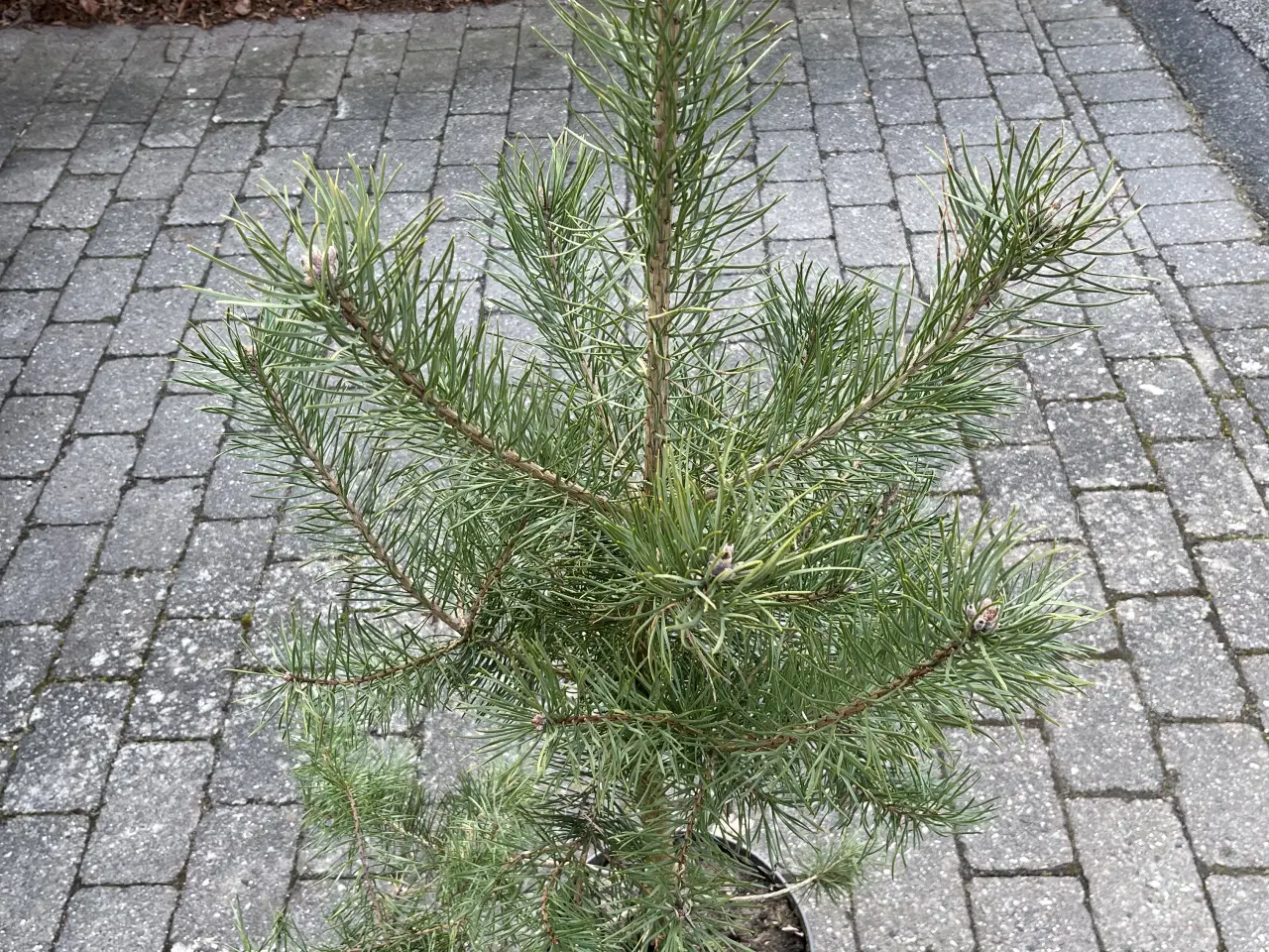 Billede 4 - Pottegroet Skovfyr 120-130cm