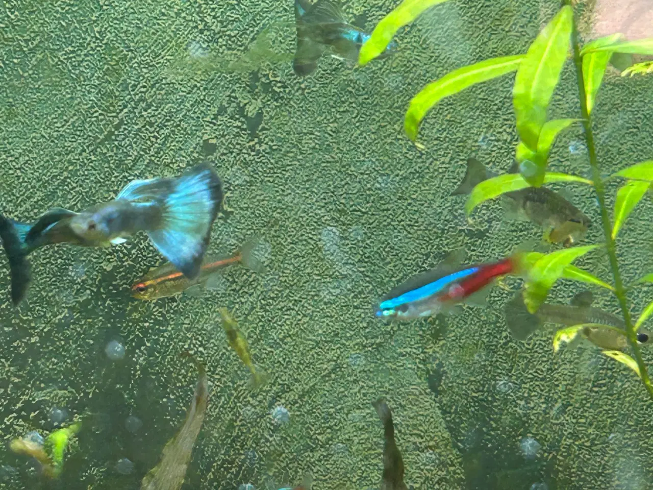 Billede 7 - 🐟🔵 Blue Moscow Guppy Par sælges - Viby J