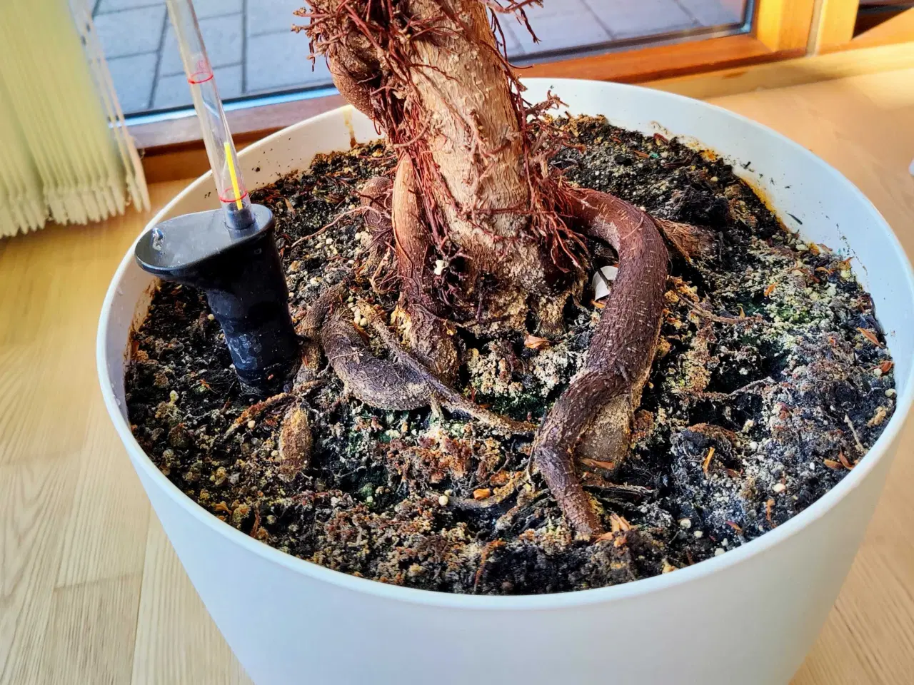 Billede 3 - Ficus gulv plante i selvvander potte