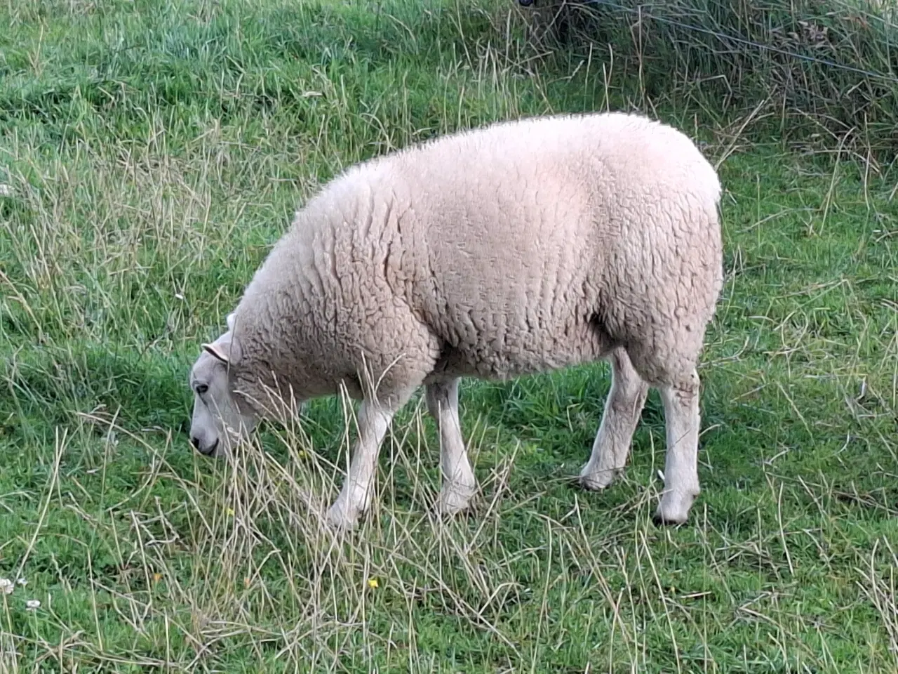 Billede 3 - Texel lam