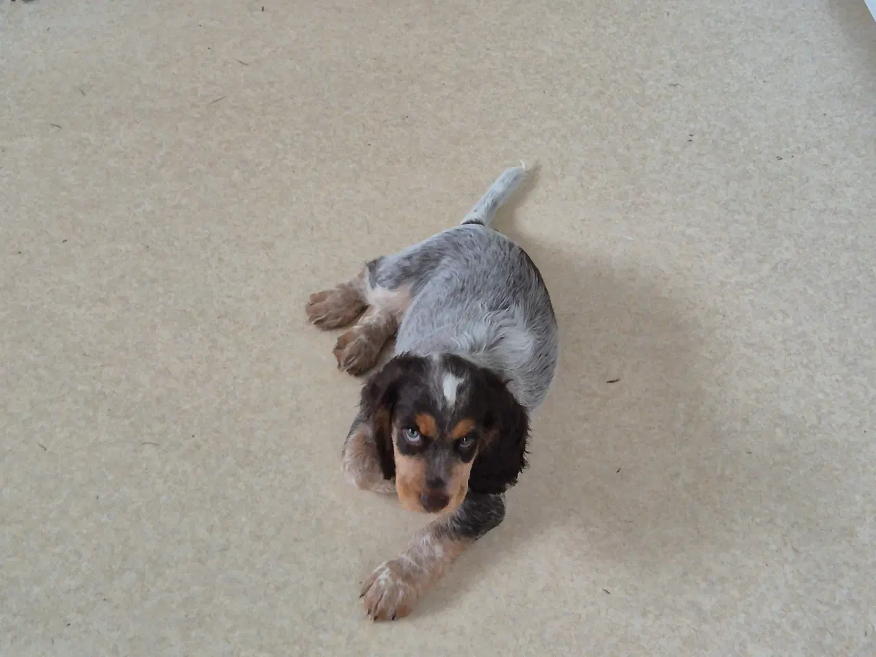 Billede 10 - Ft cocker spaniel 
