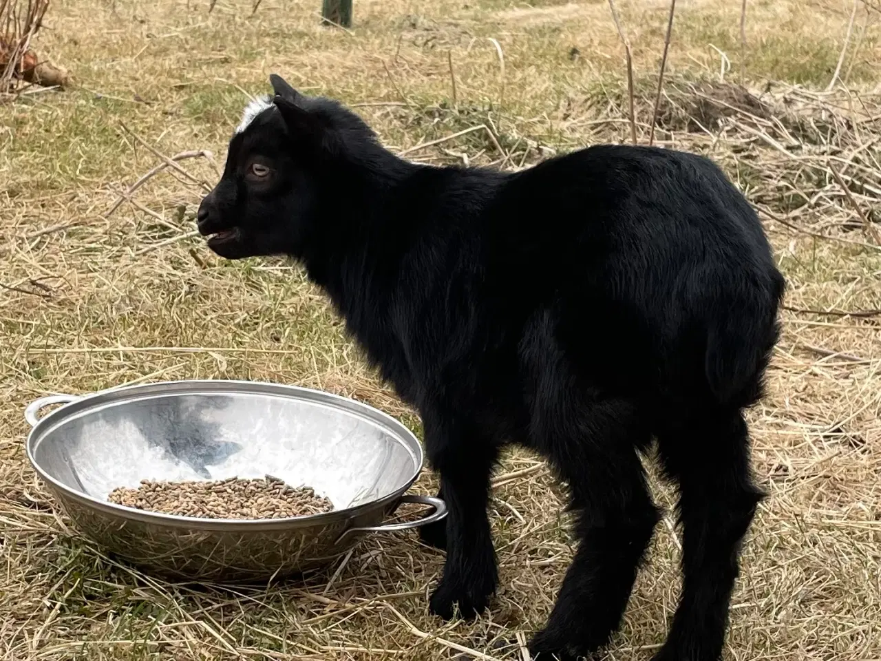 Billede 1 - Dværgged  m 2 kid