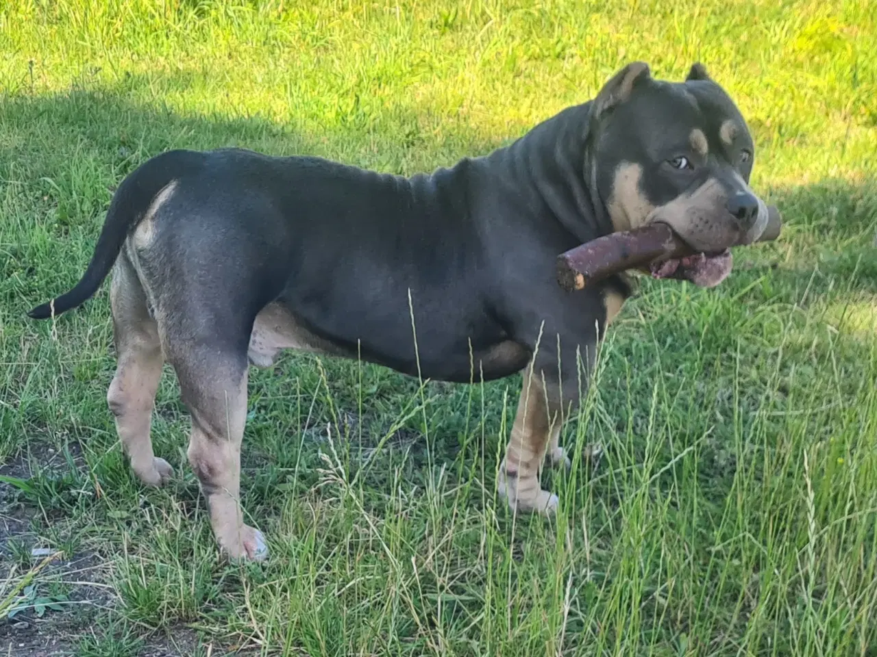 Billede 8 - American Bully Pocket Abkc 