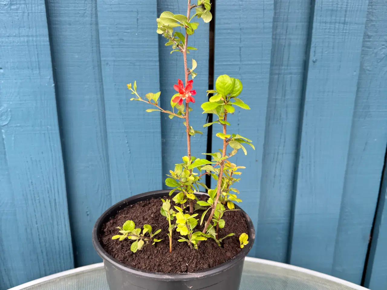 Billede 1 - Japankvæde (Chaenomeles japonica)