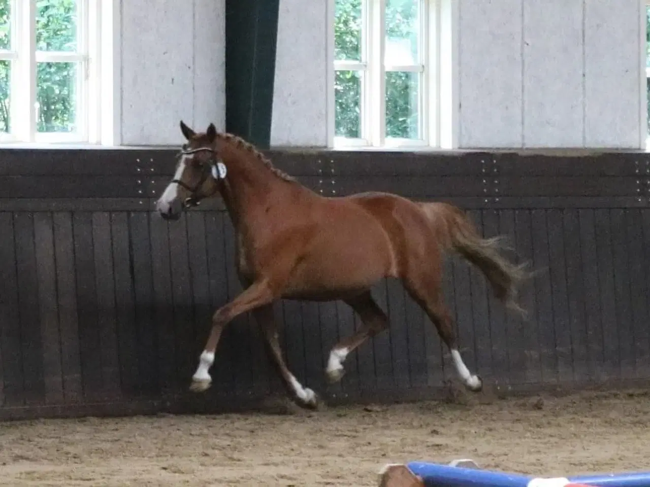 Billede 5 - 2-års kvalitetspony (hingst)