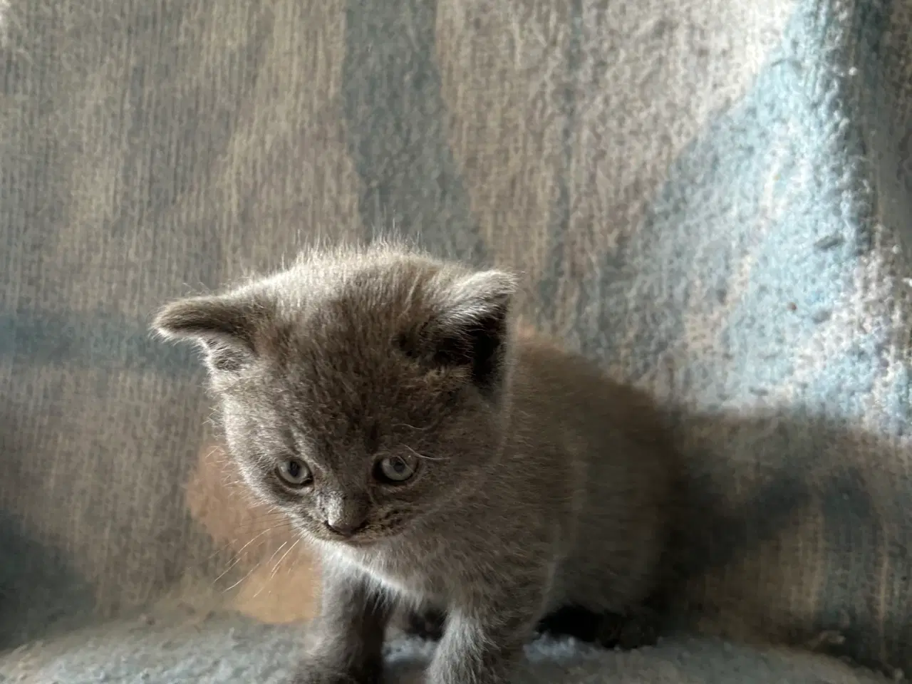 Billede 2 - British shorthair killinger sælges
