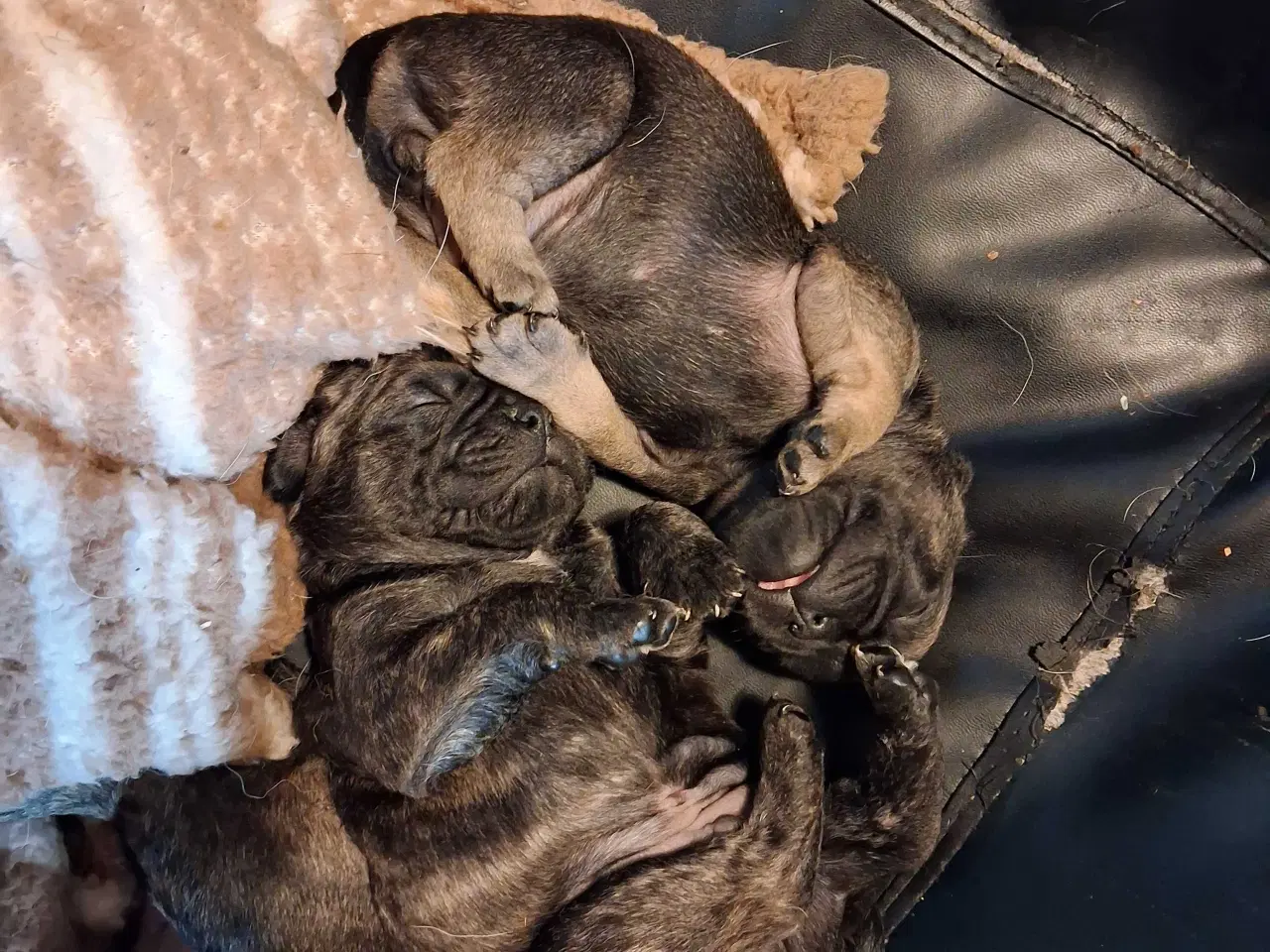 Billede 4 - Små hvalpe salgs klar