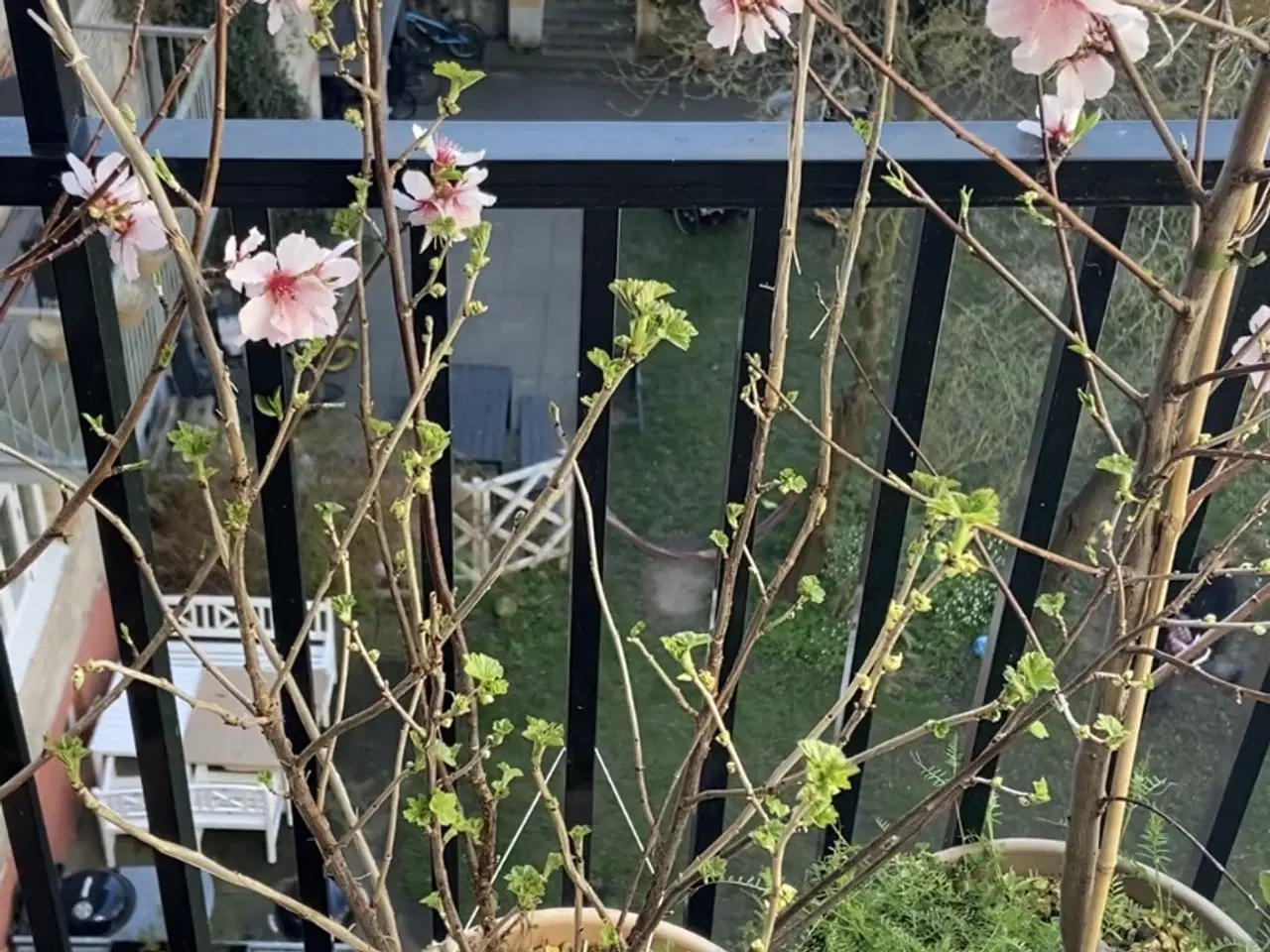 Billede 2 - Mandeltræ i krukke