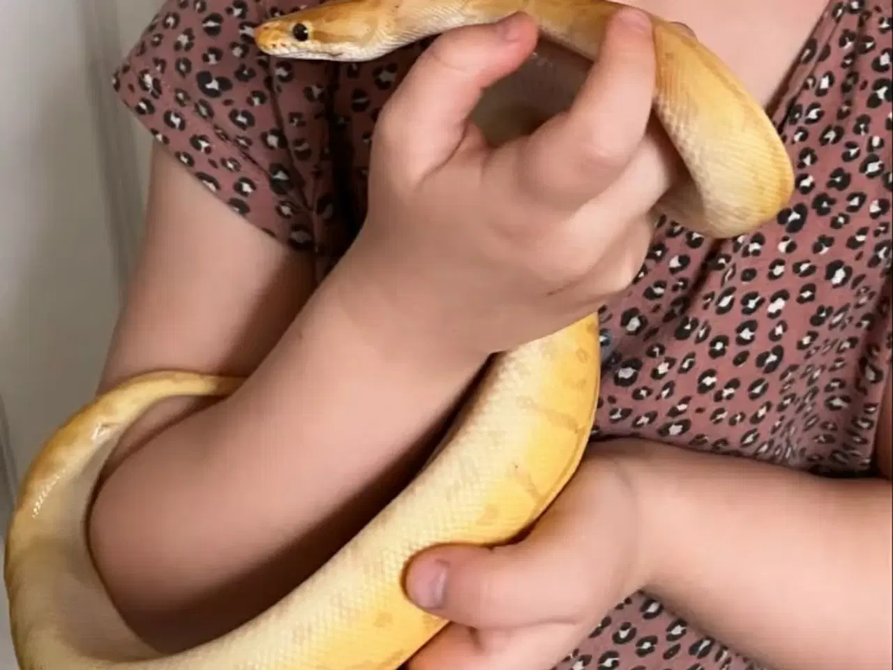 Billede 5 - Leopard Pinstripe Banan HET Pied