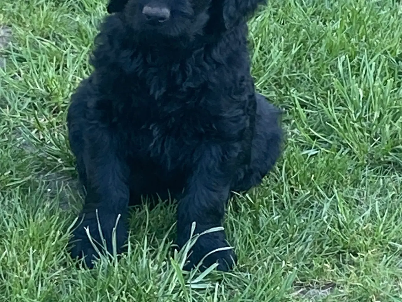 Billede 1 - Doodle hvalpe søger nye hjem🐾🐾