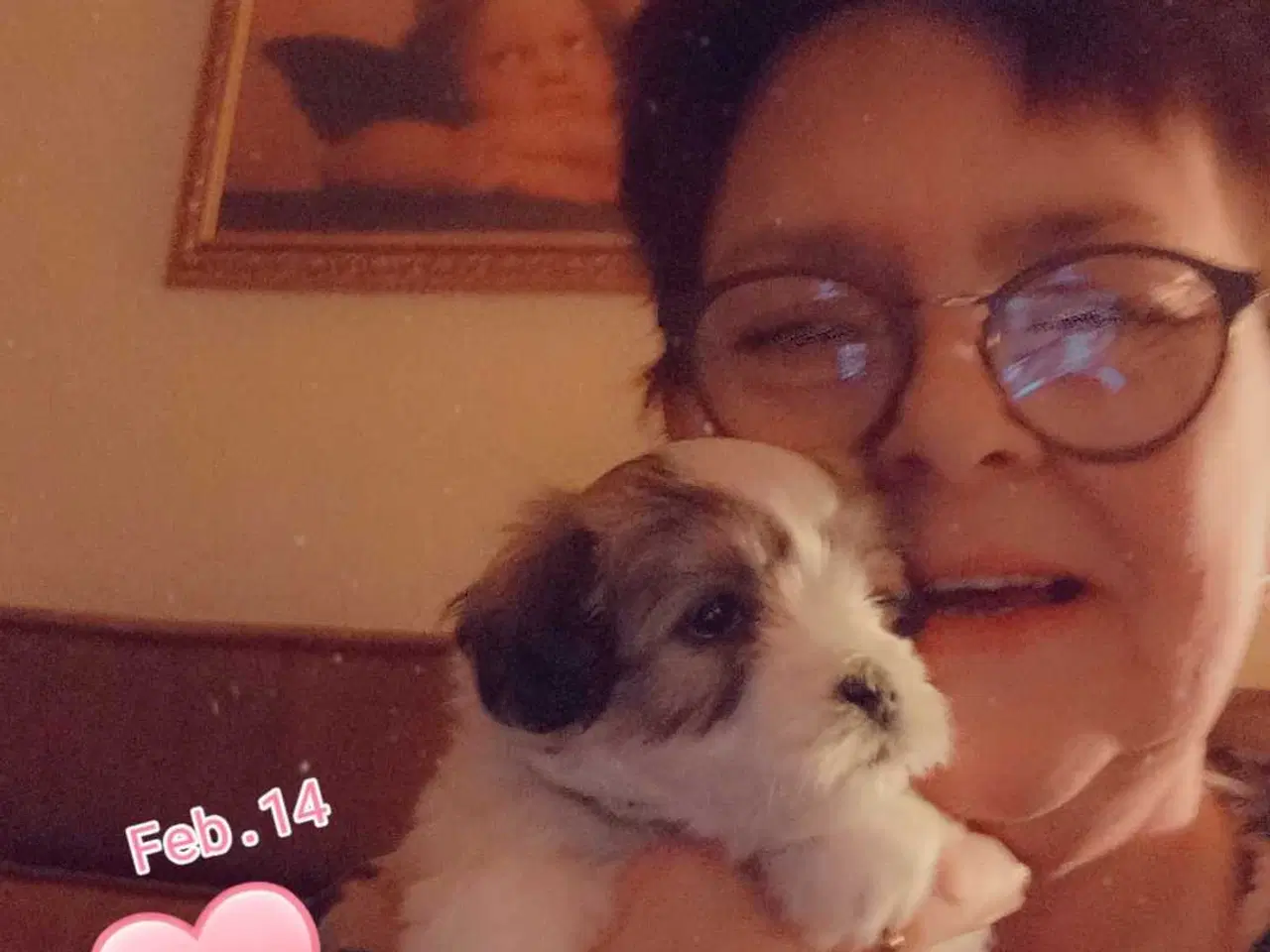 Billede 13 - Cotonese Hvalpe 