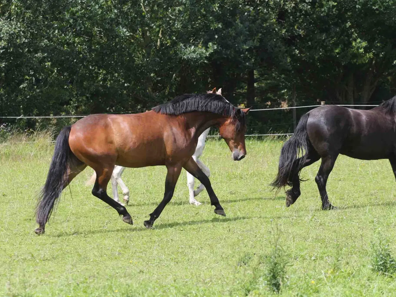 Billede 2 - Sødeste hestedreng sælges 