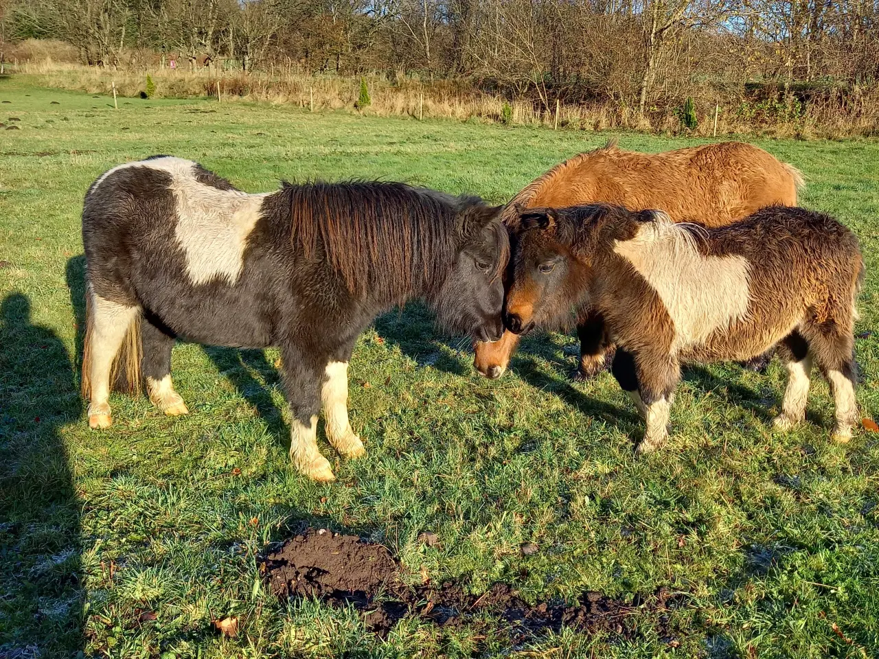 Billede 1 - Shetlænder, med rød pas