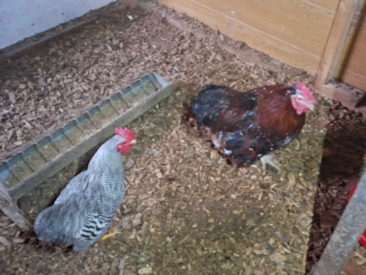 Billede 1 - Dværghane