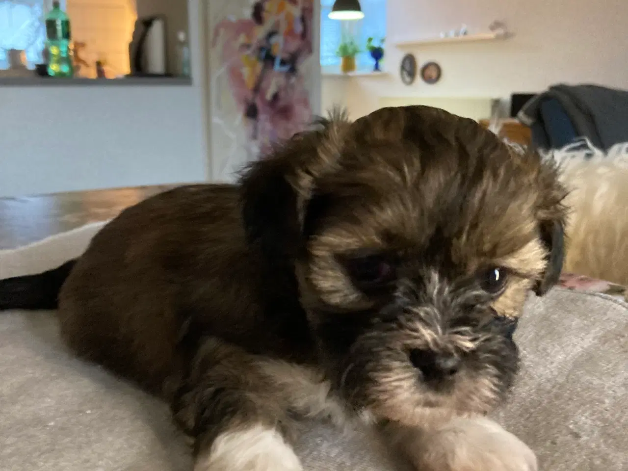 Billede 1 - Lhasa Apso/Bichon Havaneese hvalpe