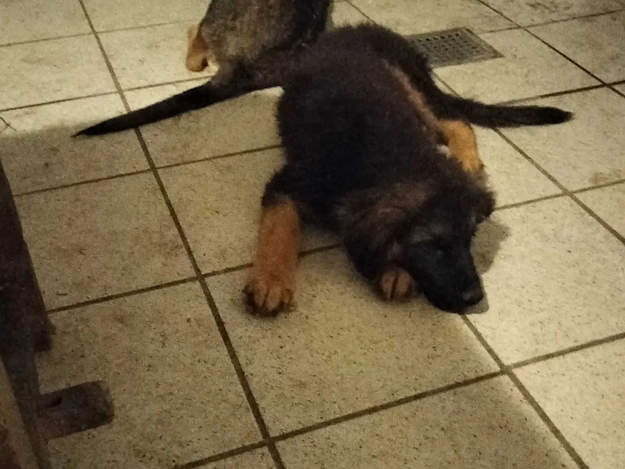 Billede 3 - Mor sankt Bernhard og far schæfer 