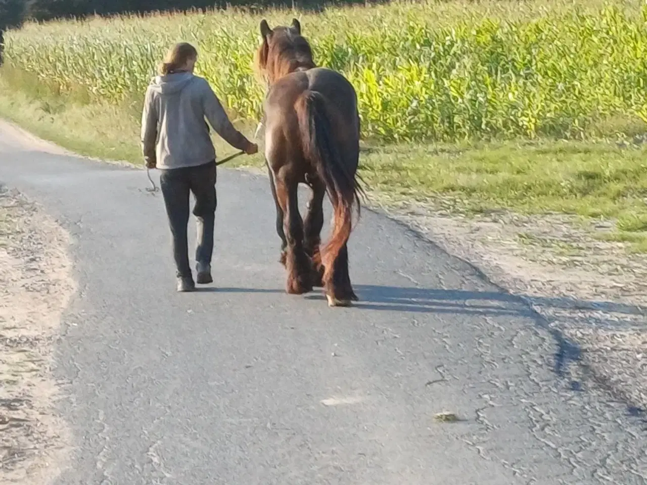 Billede 4 - Jysk hest, 2 års hingst