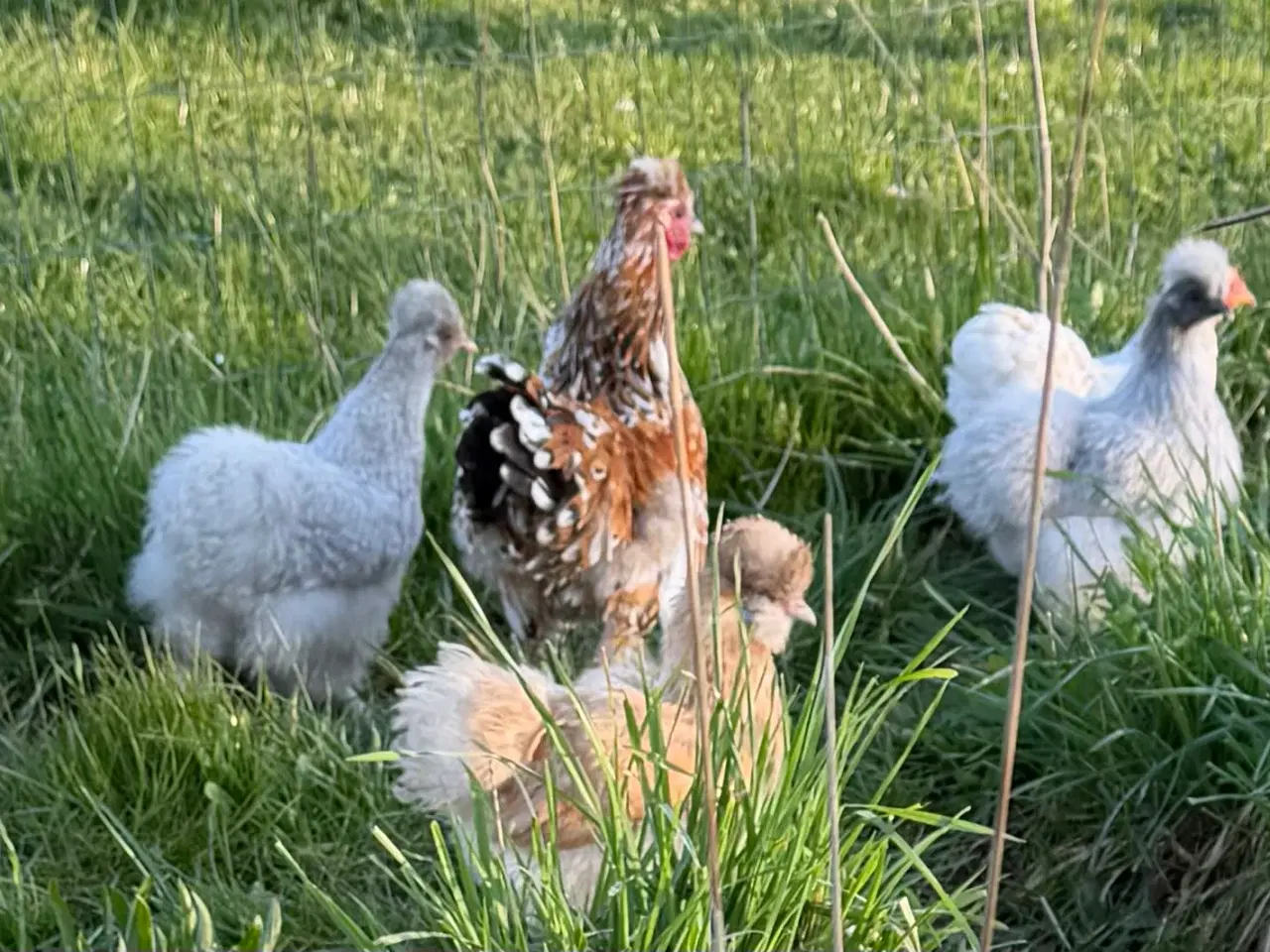 Billede 7 - Silker en kochin og blandings hane