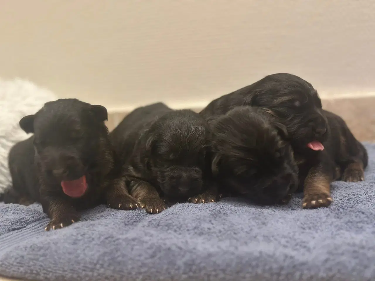 Billede 2 - Langhåret schæferhunde hvalpe