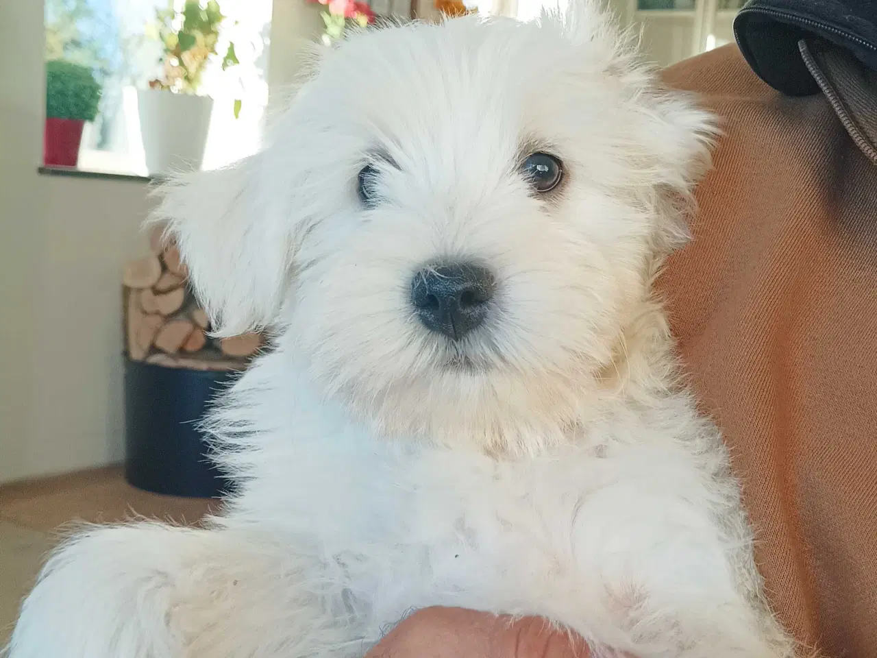 Billede 3 - 3 Bomulds totter tilbage 