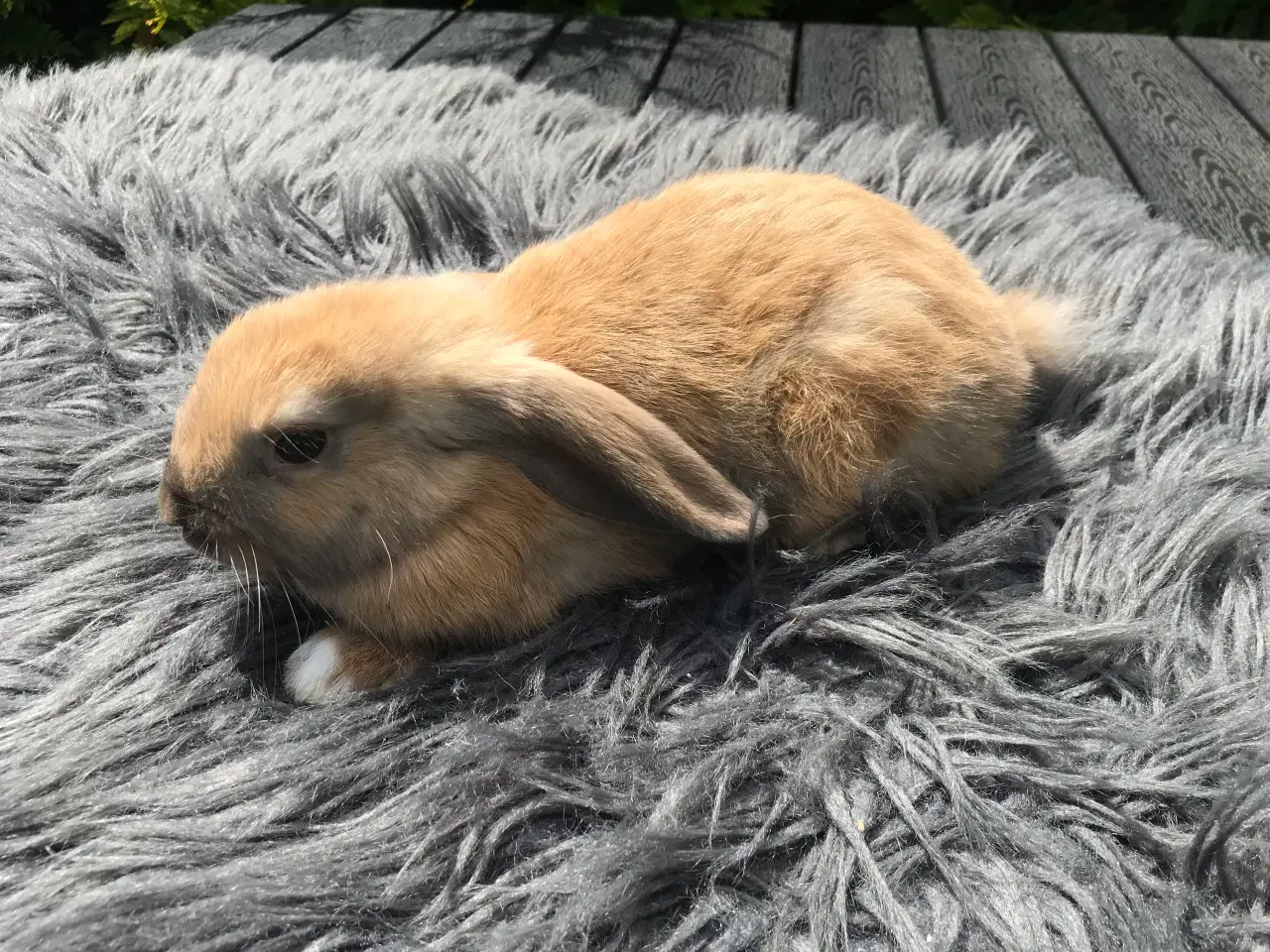 Billede 2 - Mini lop hun kanin