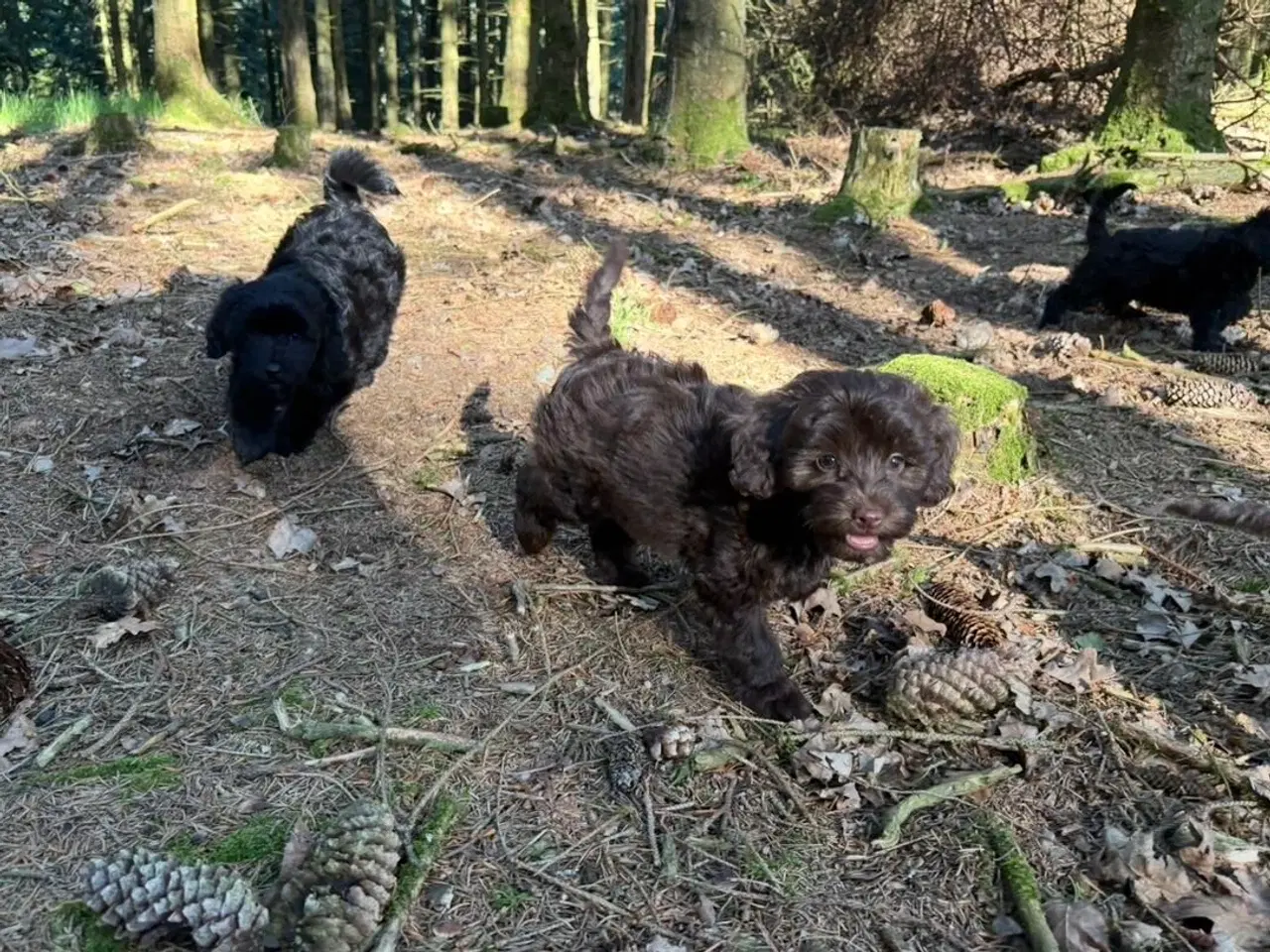 Billede 10 - 2 Generations Maltipoo