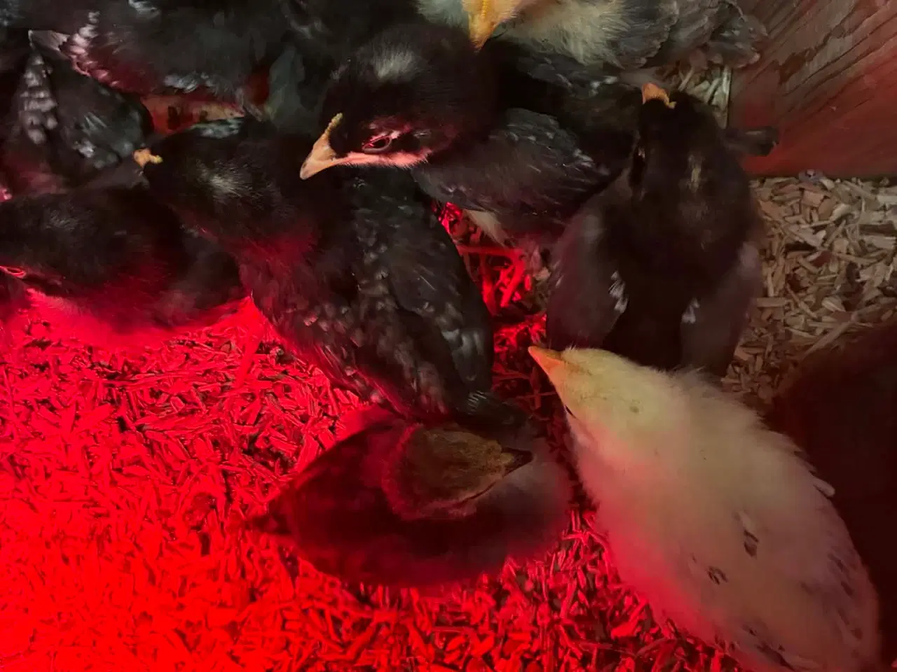 Billede 3 - Blandet kyllinger med grønlægger i 