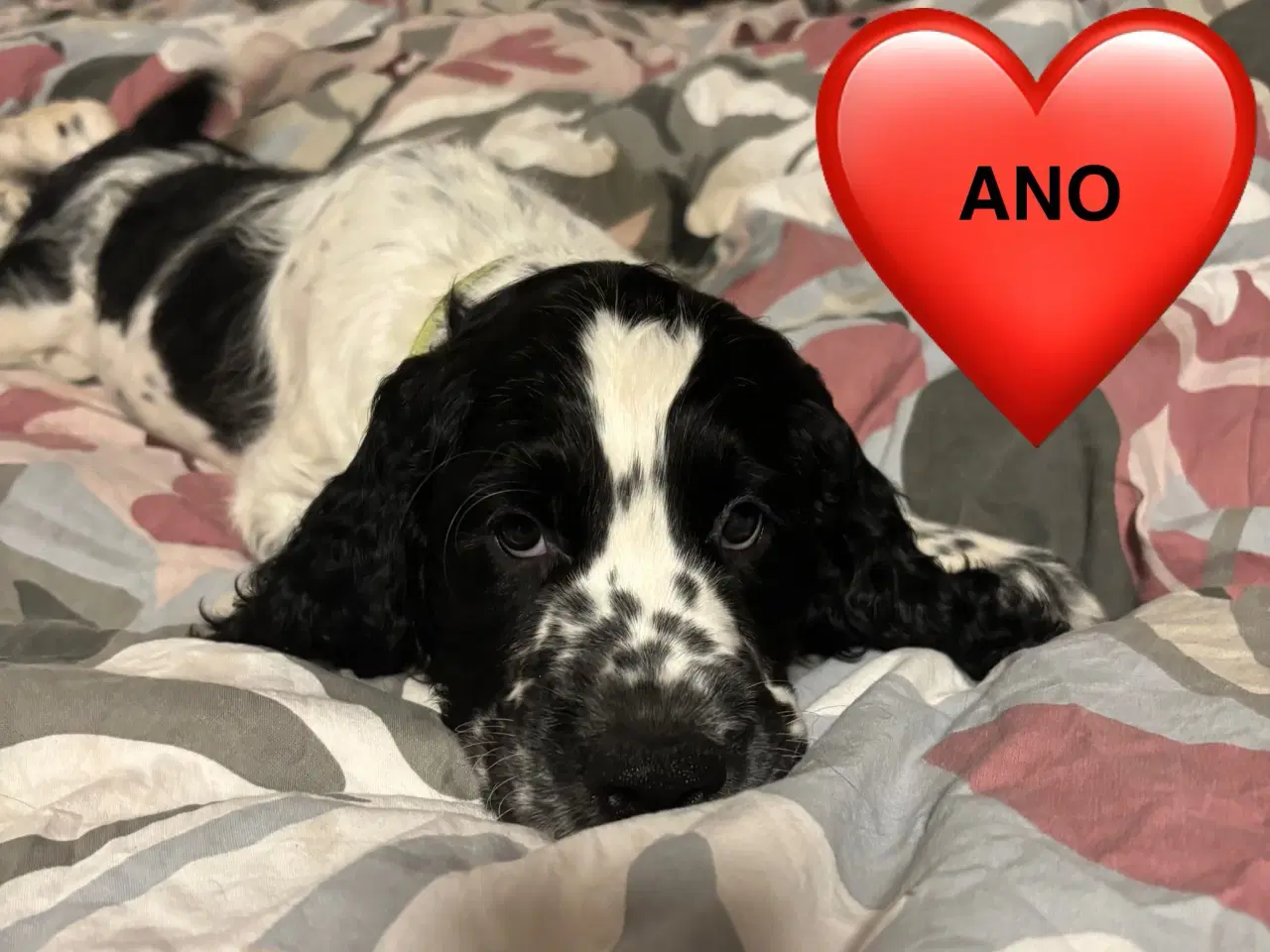 Billede 8 - DKK Stamtavle Standard Engelske Springer Spaniels