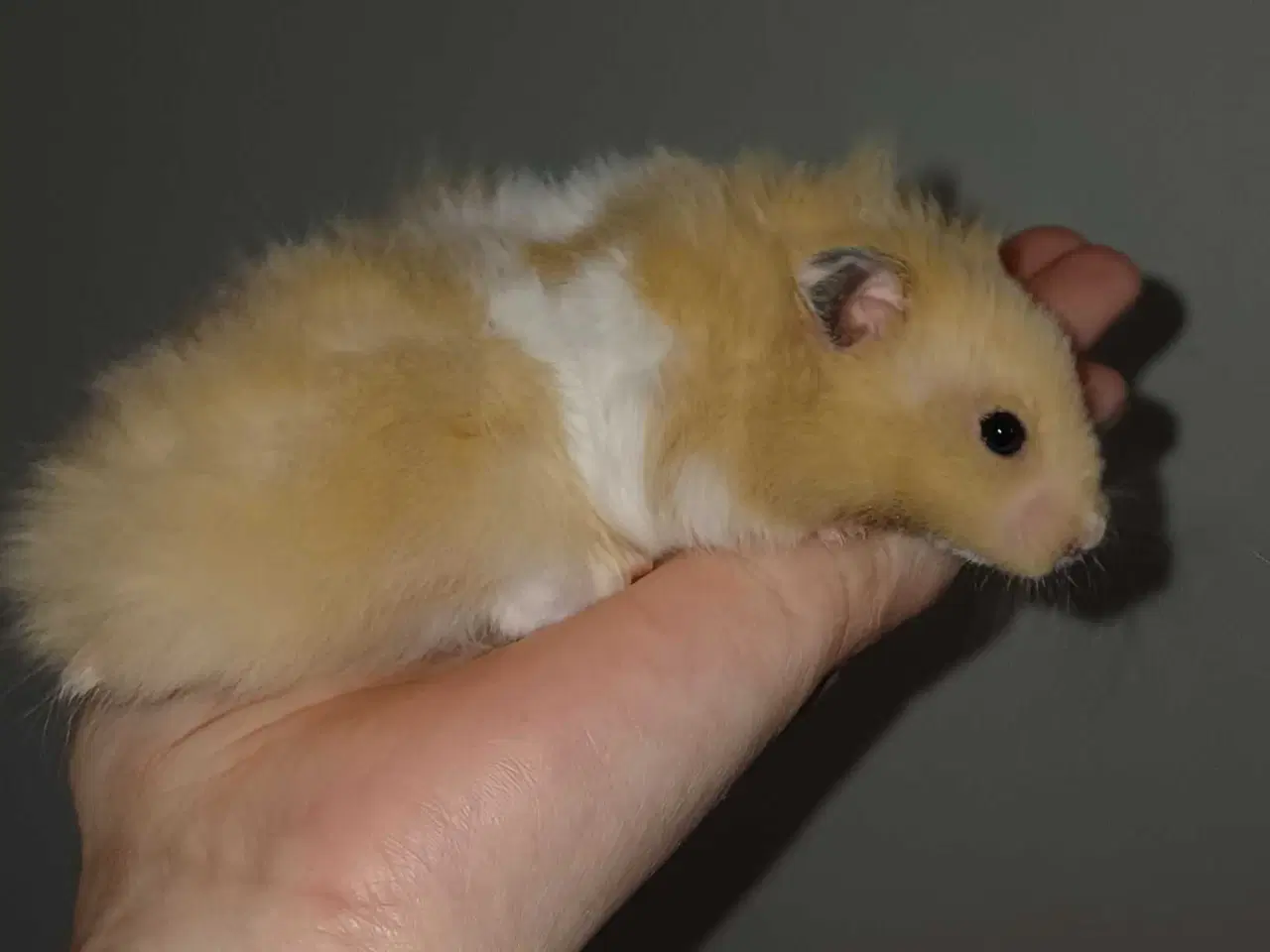 Billede 6 - Guldhamster unger