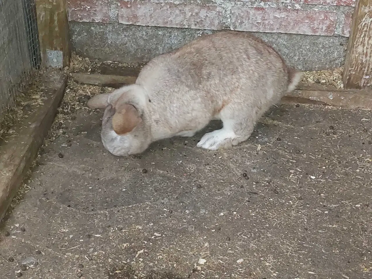 Billede 8 - Kaniner sælges for 50 kr