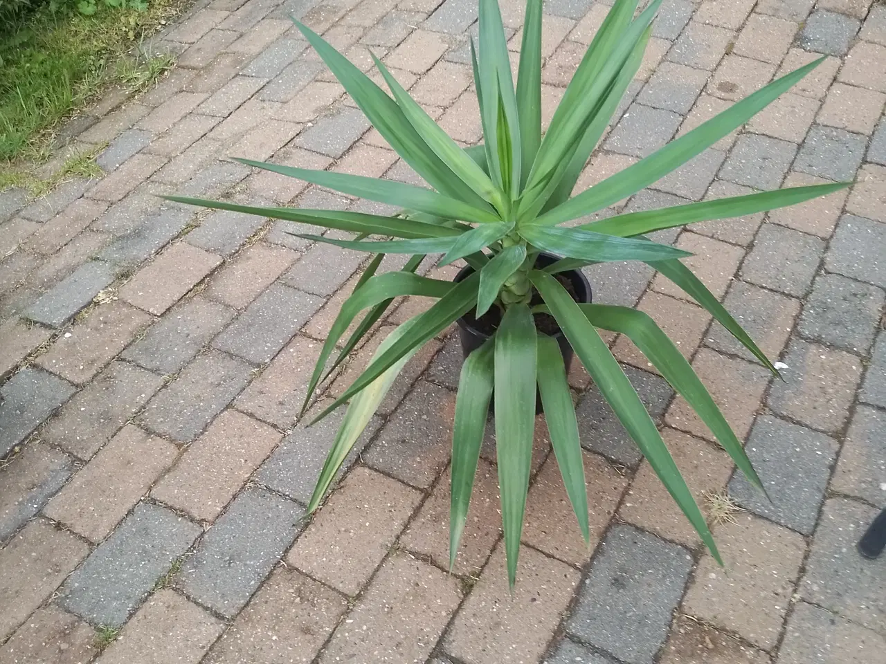 Billede 2 - Palme, Yucca ca. 50 cm høj kan hentes for 50 kr.