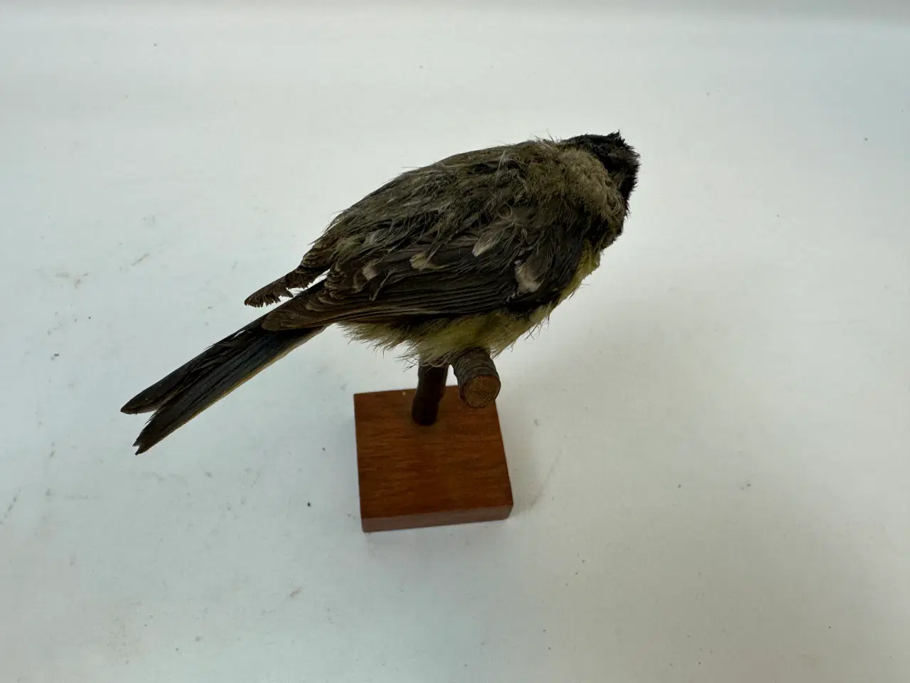 Billede 6 - Udstoppet Blåmejse