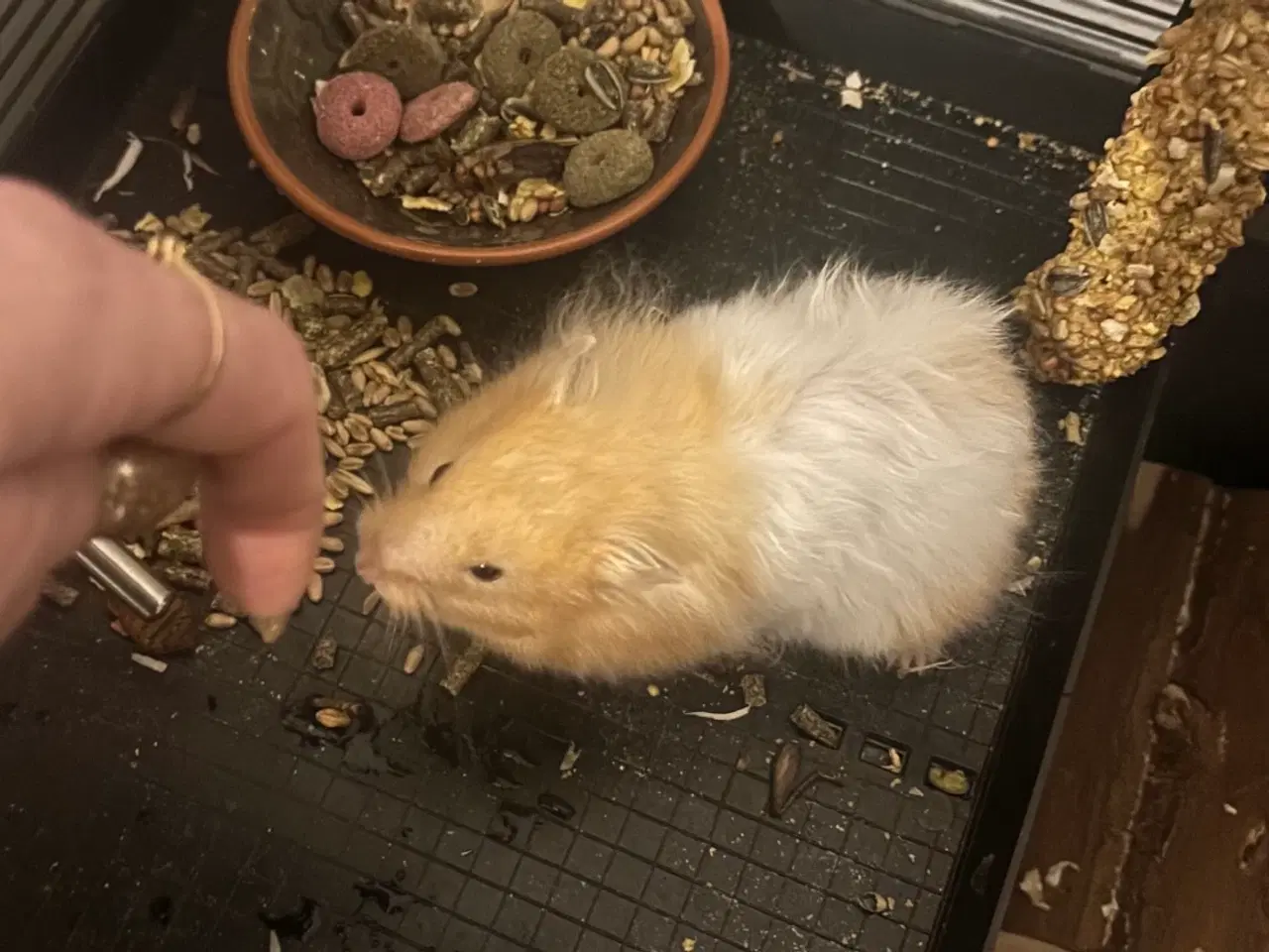 Billede 1 - Hamster sælges til Kærligt hjem