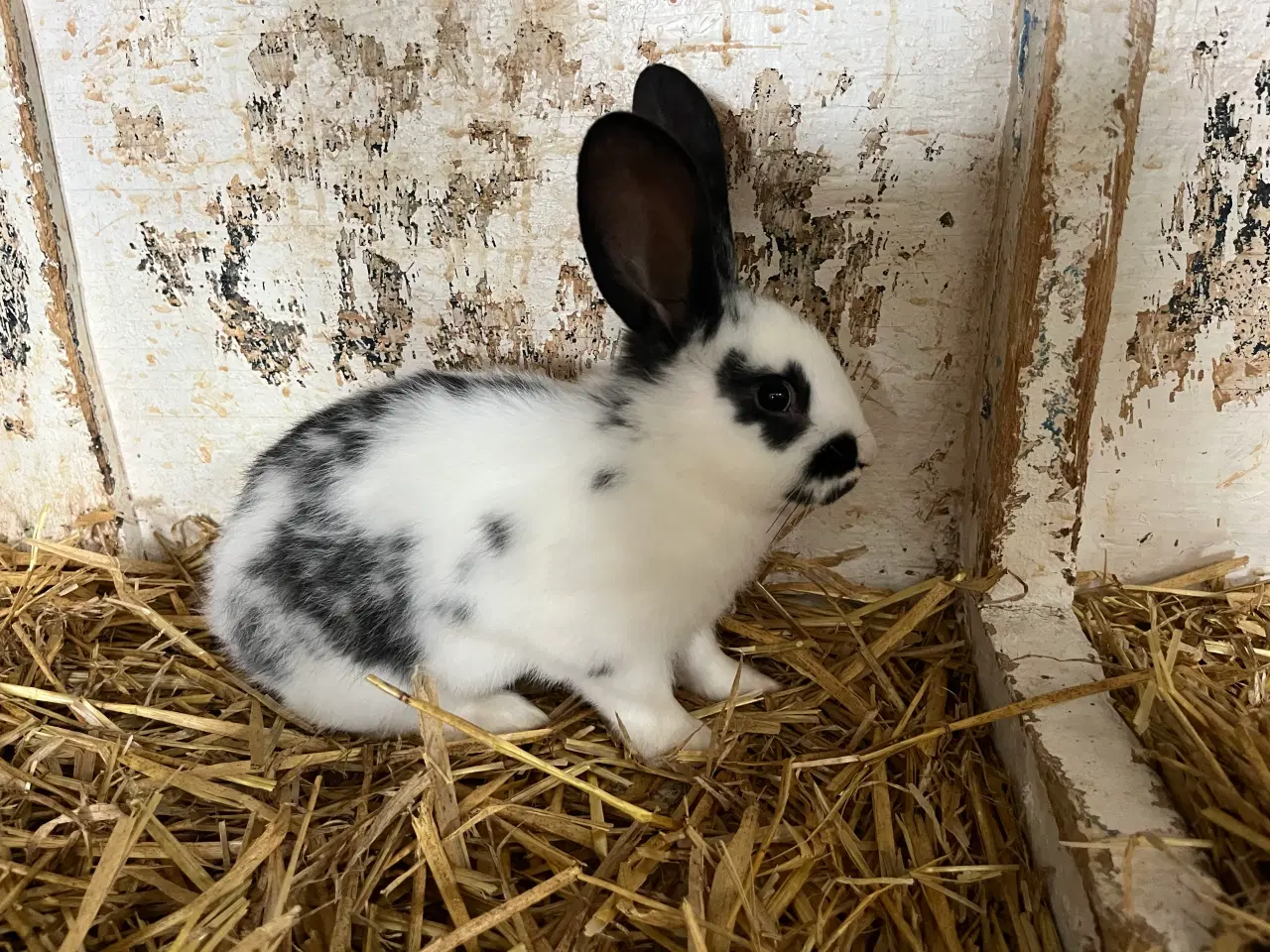 Billede 10 - Plettede unger