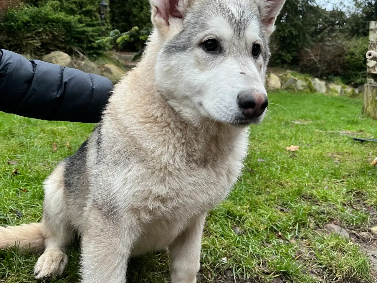 Billede 5 - Imponerende flot Malamute