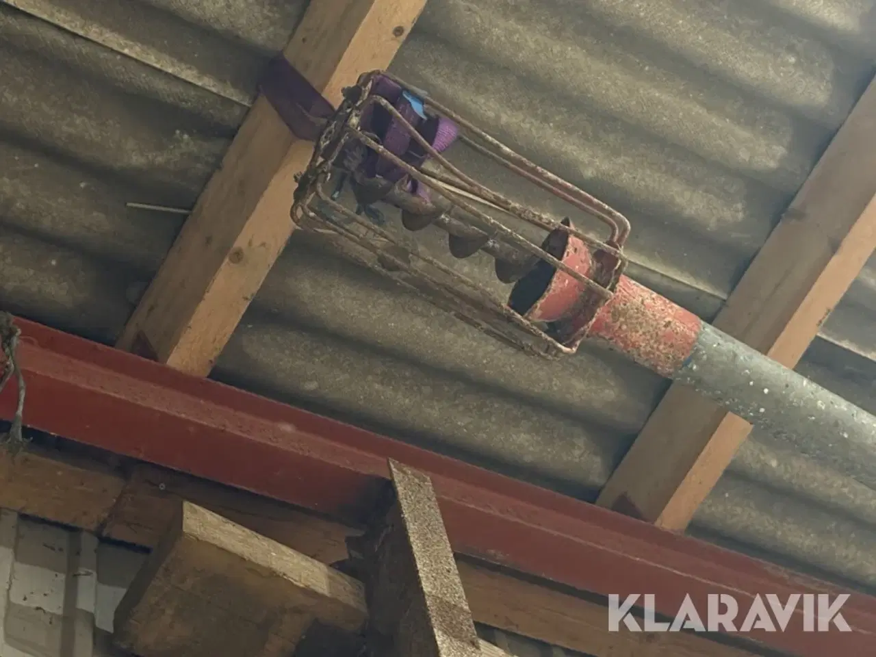 Billede 4 - Kornsnegl