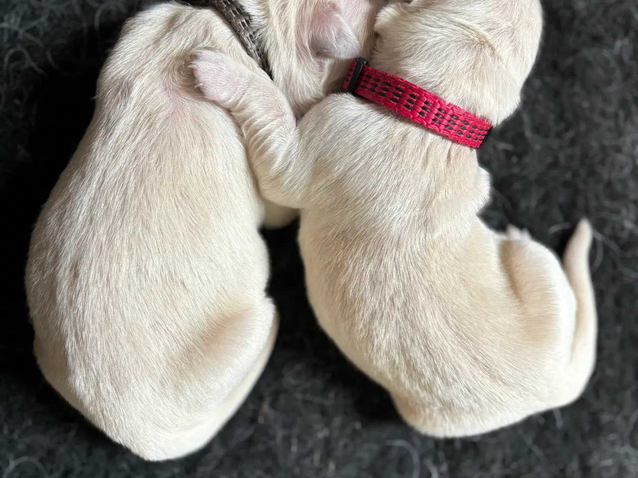 Billede 2 - Golden retriever hvalpe 