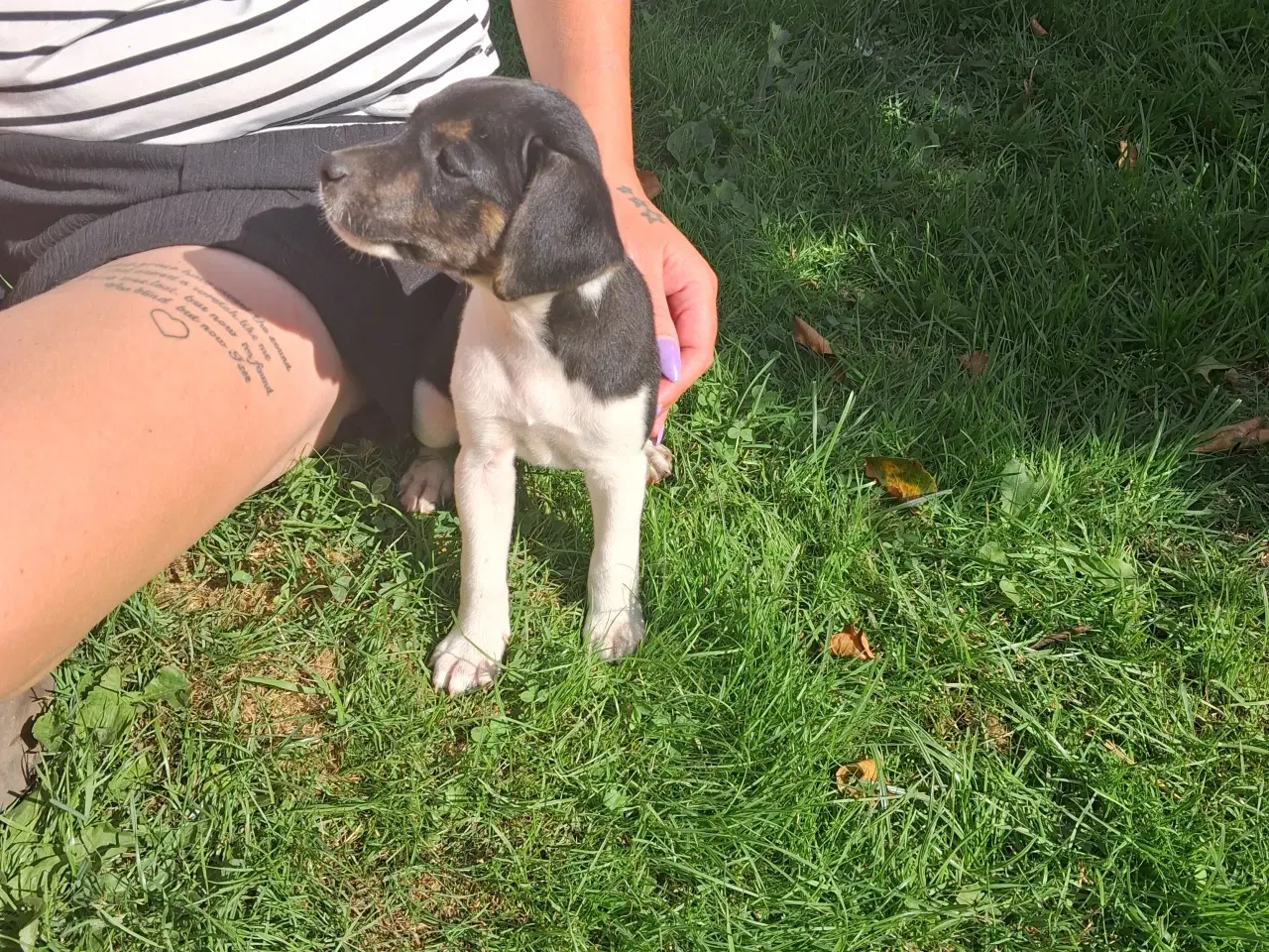 Billede 1 - Skønne d/s gårdhunde hvalpe 