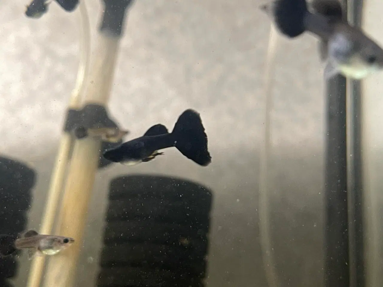 Billede 2 - Full Black guppy