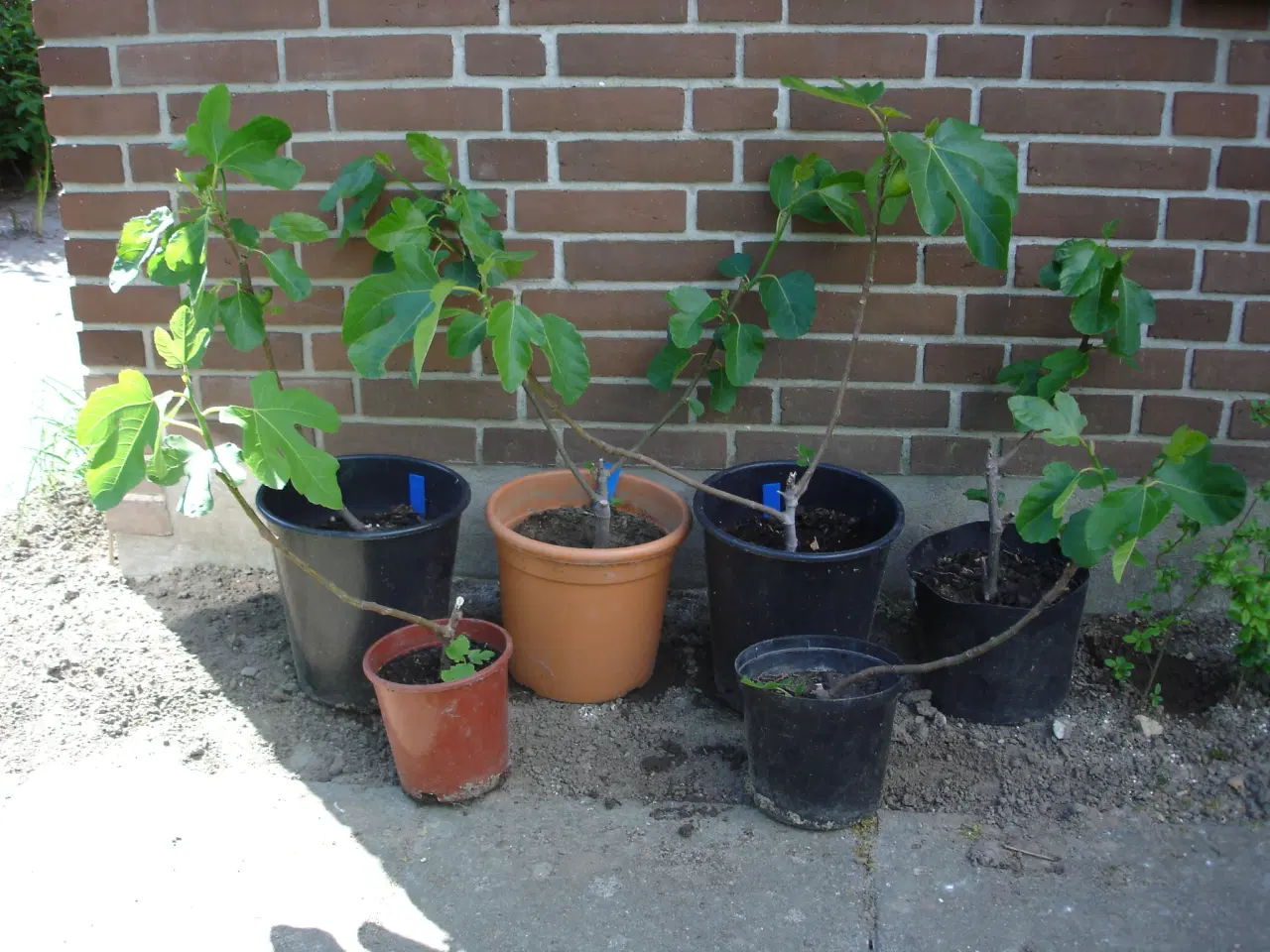 Billede 1 - Figenplanter "Bornholmerfigen"