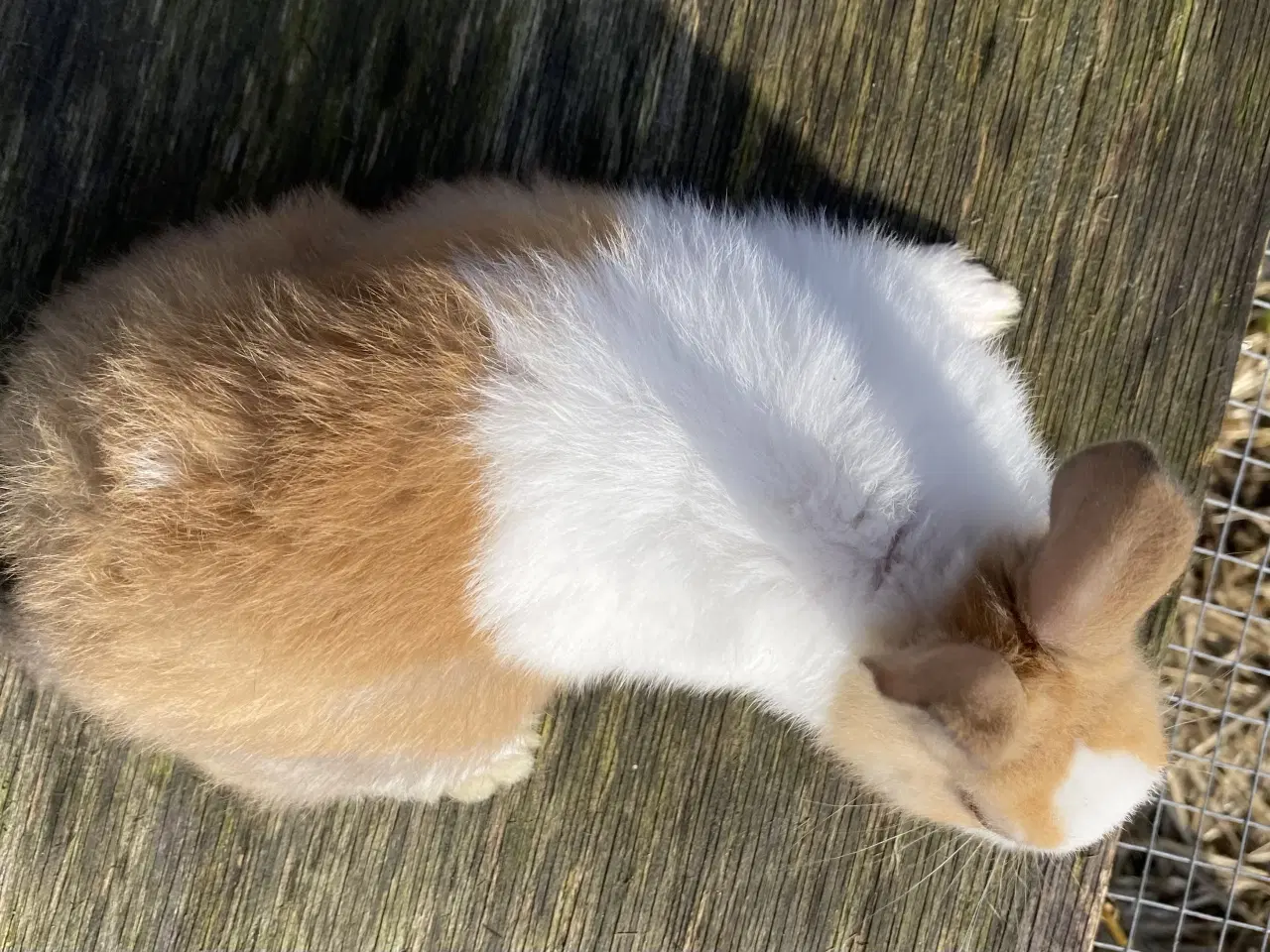 Billede 5 - HOLLÆNDER HUN MADAGASCAR