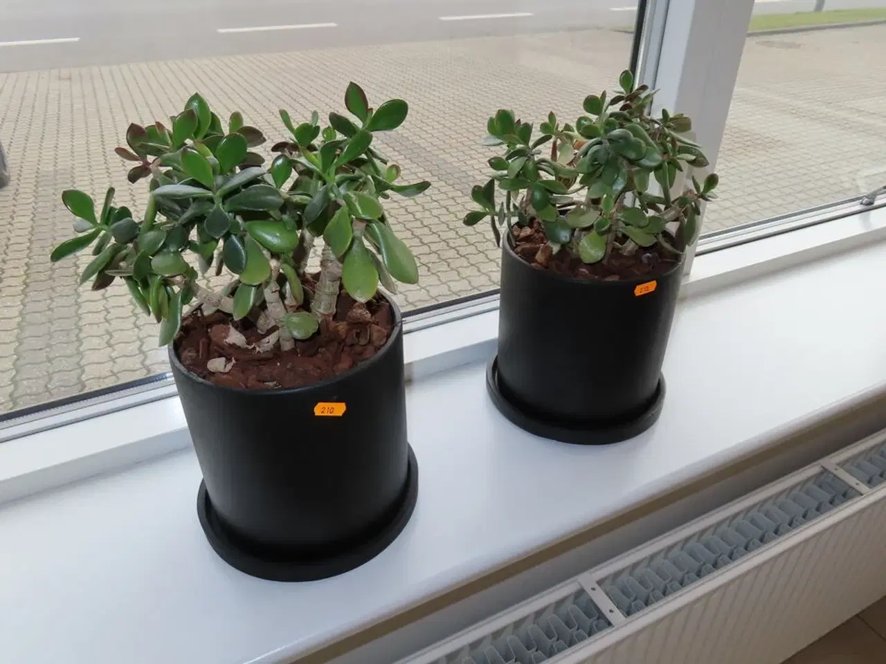 Billede 1 - 2 stk planter i potter