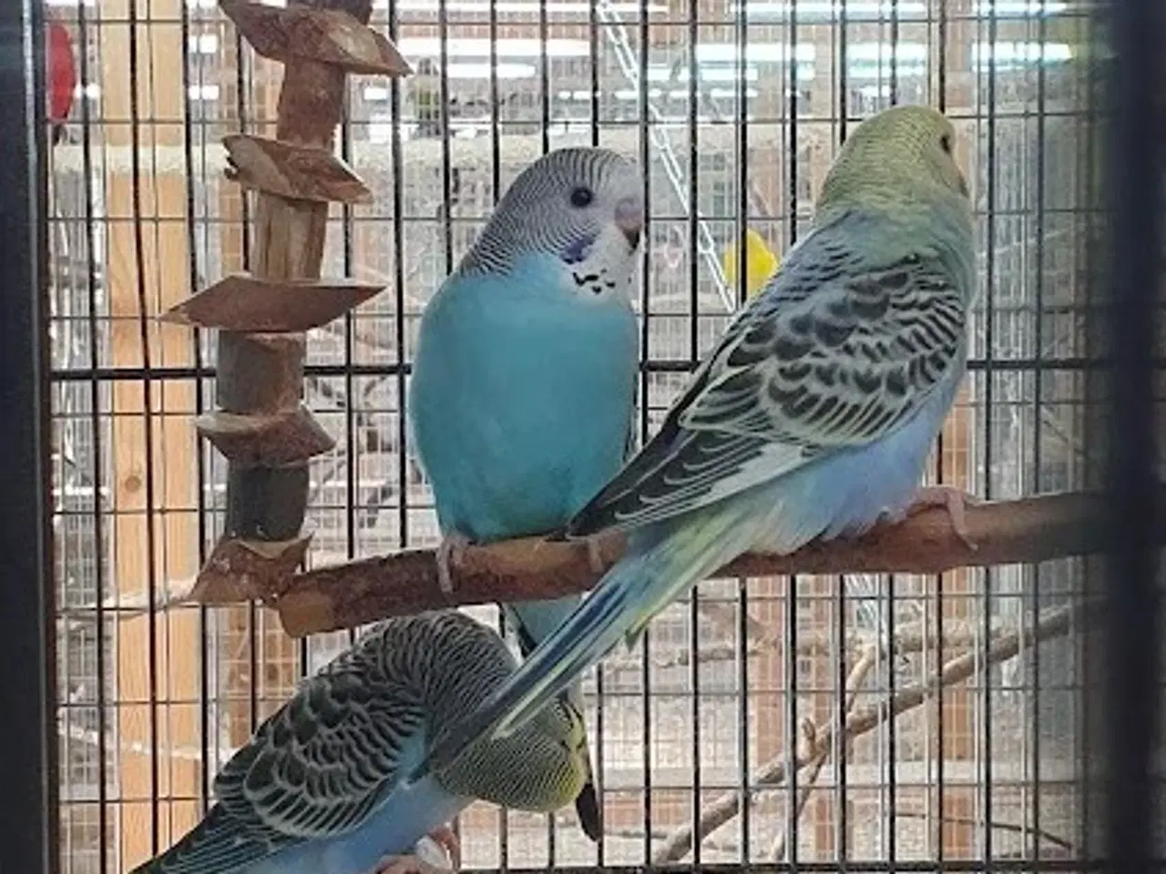 Billede 3 - Undulatunger 