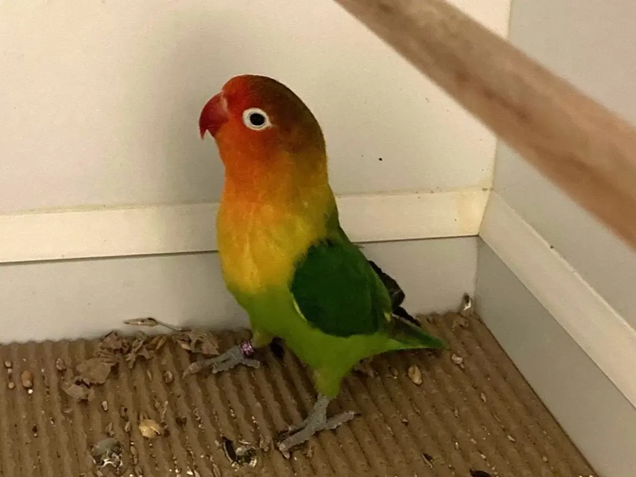 Billede 1 - Rødhovedet Dværgpapegøje