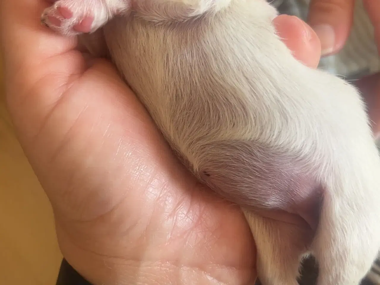 Billede 7 - Mini boomer 