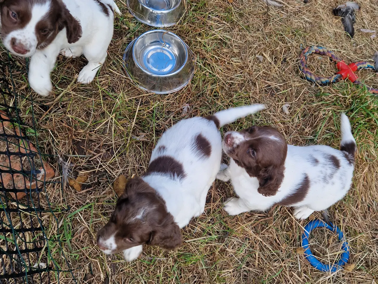 Billede 8 - Søde hvalpe - engelsk springer spaniel  FT og Bob
