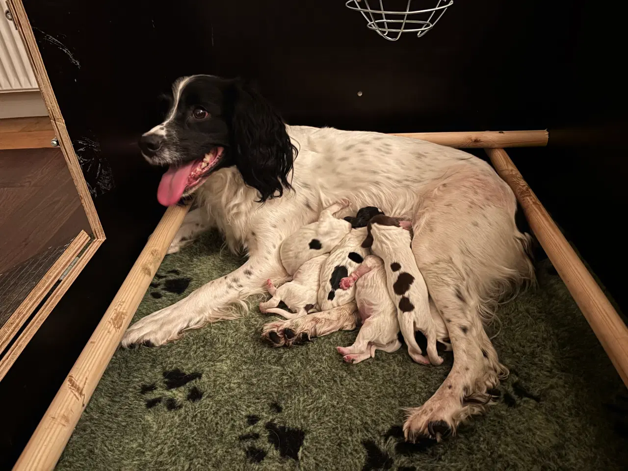 Billede 6 - FT Springer Spaniel