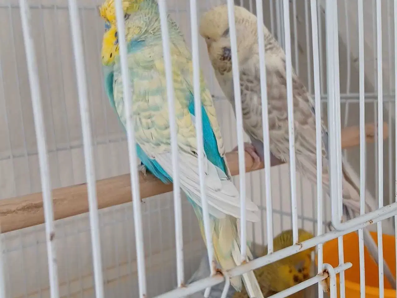 Billede 6 - Engelske undulater 