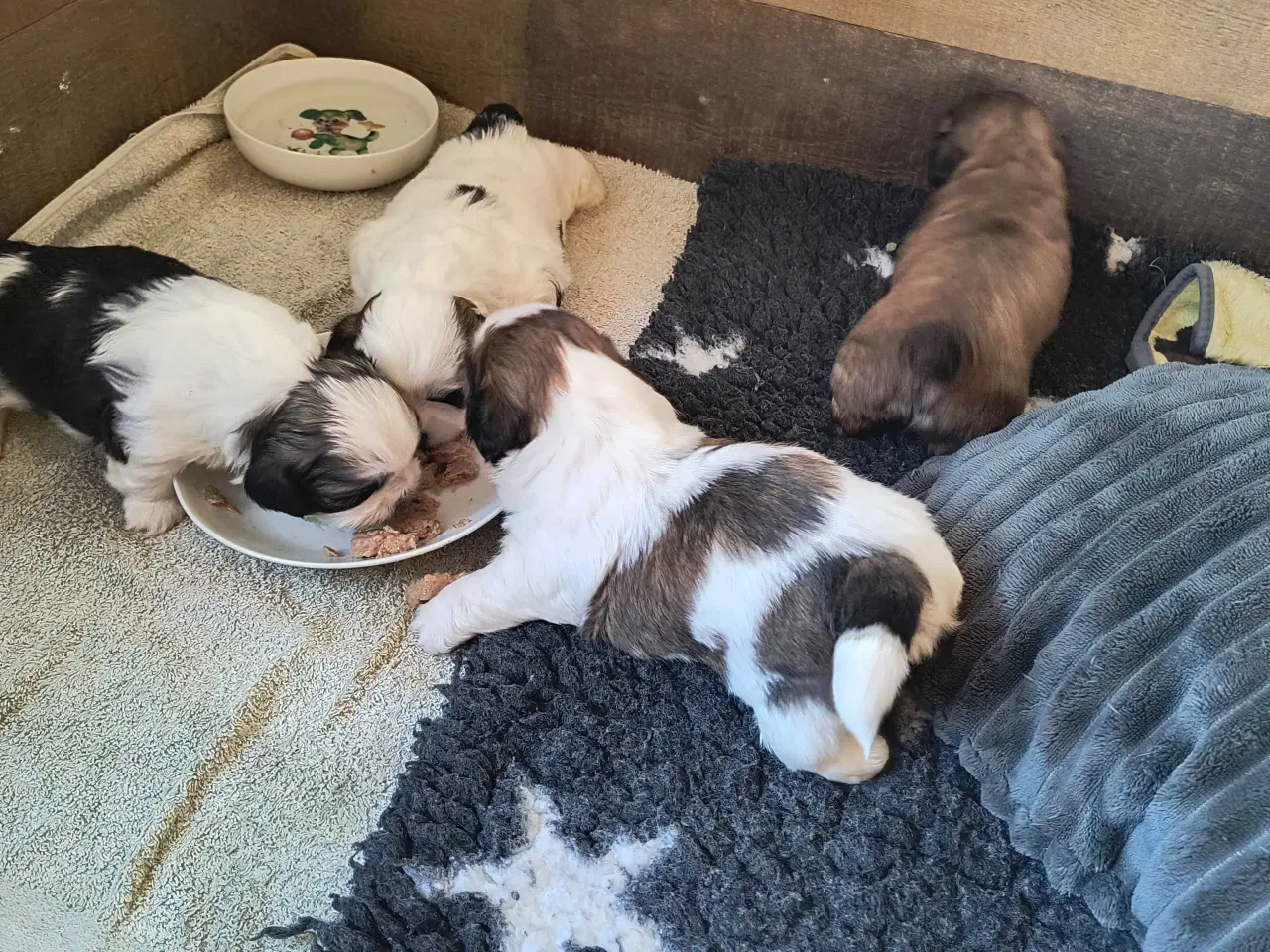 Billede 6 - Ægte Shih Tzu hvalpe